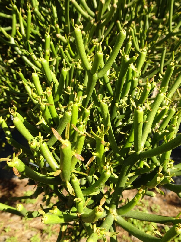 African milkbush (Euphorbia tirucalli)