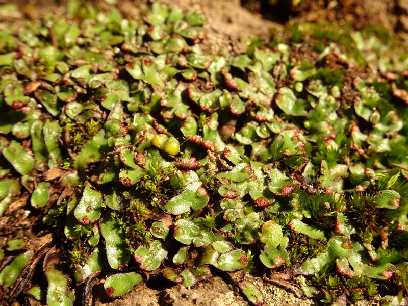 Androgine mannia (Mannia androgyna)