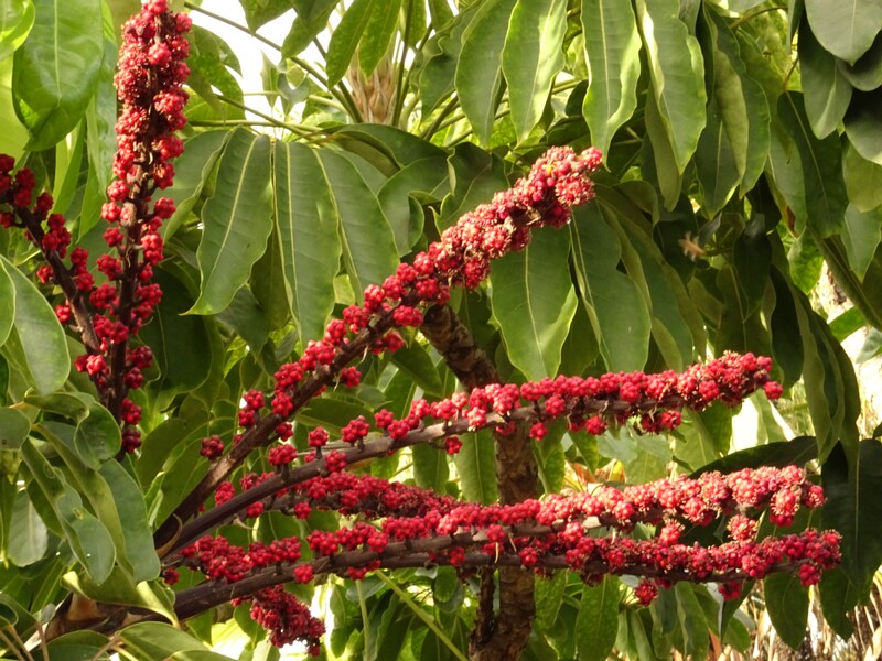 Australian cabbagetree (Schefflera actinophylla)
