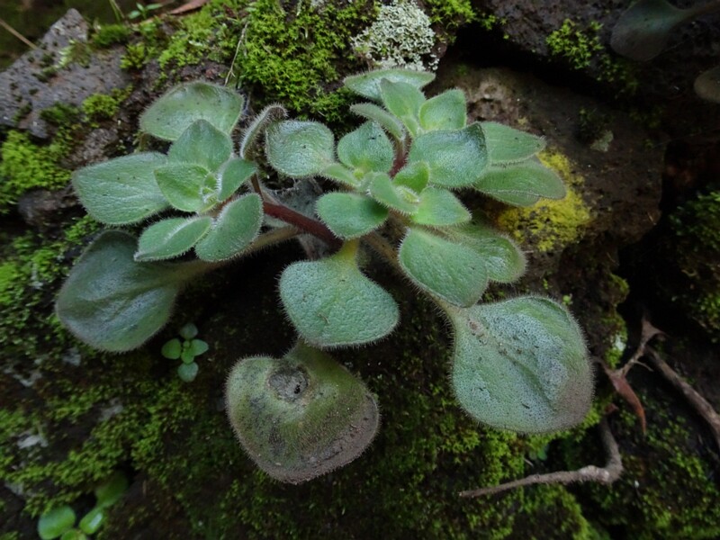 Bolle's aichryson (Aichryson bollei)