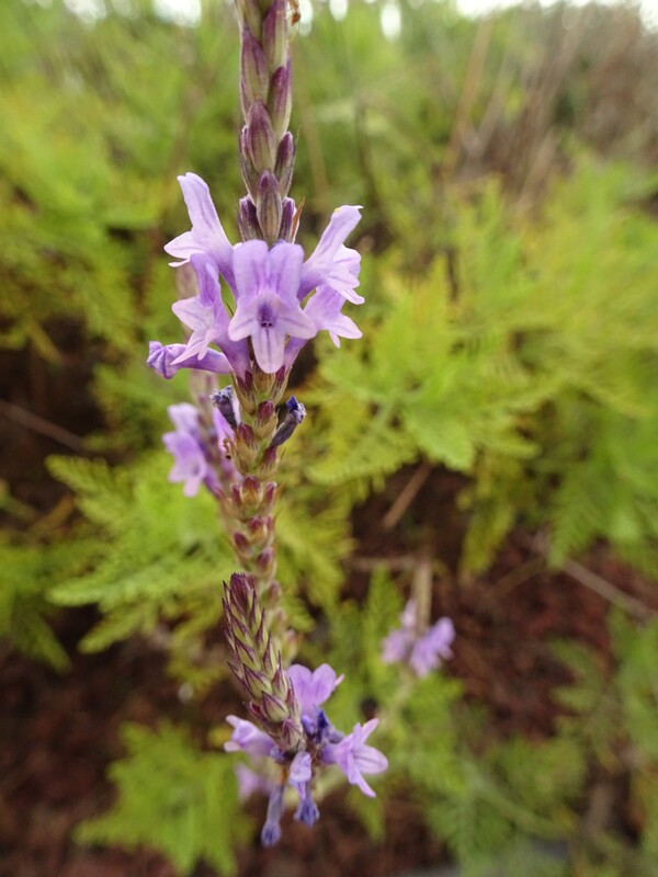 Canary Island Lavender (Lavandula canariensis)