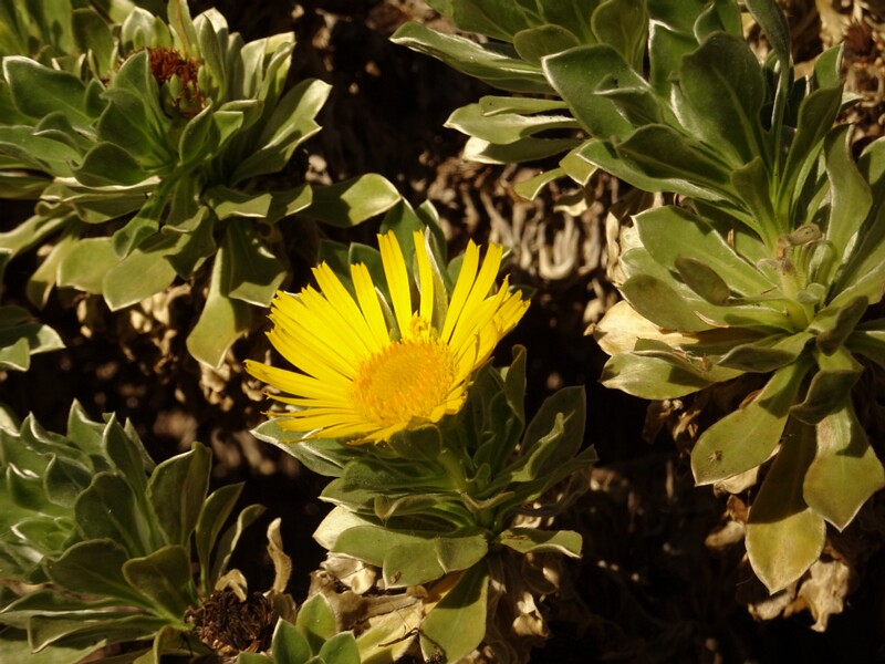 Canary Island daisy (Asteriscus sericeus)