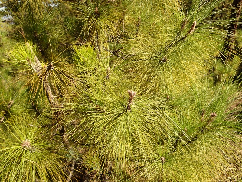 Canary Island pine (Pinus canariensis)