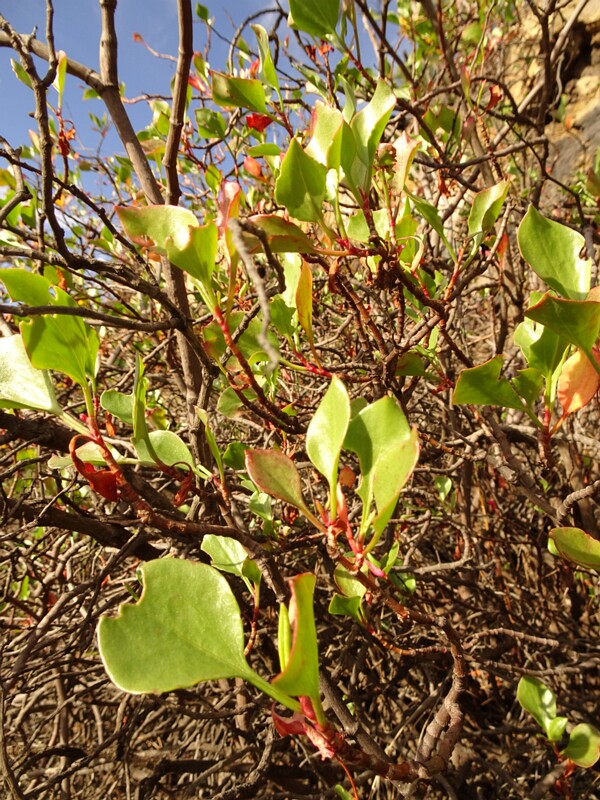 Canary Island sorrel (Rumex lunaria)