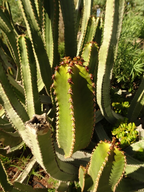 Canary Island spurge (Euphorbia canariensis)