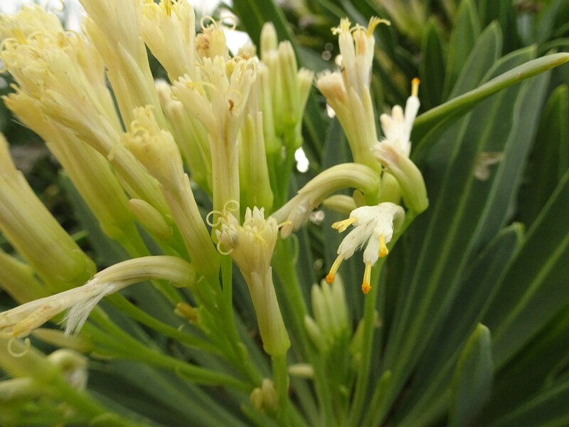 Canary Islands candle plant (Kleinia neriifolia)