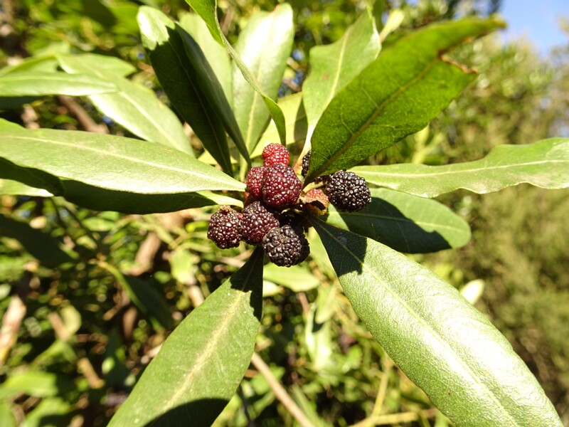 Candleberry-myrtle (Morella faya)