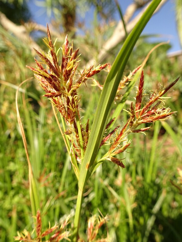 Chalk False-brome (Brachypodium pinnatum)