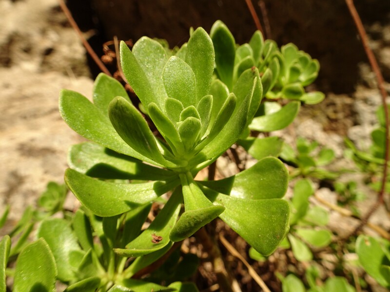 Common purslane (Portulaca oleracea)