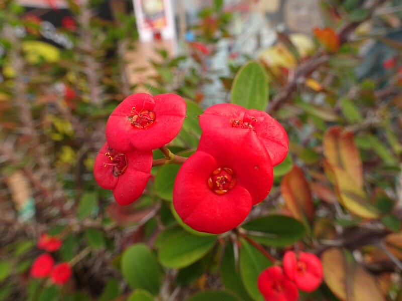 Crown of thorns (Euphorbia milii)