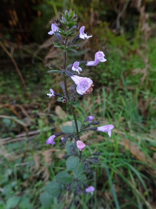 Cushion calamint (Clinopodium vulgare)