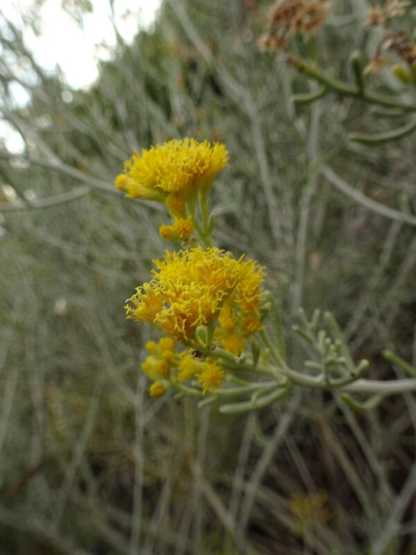 Downy foliage schizogyne (Schizogyne sericea)