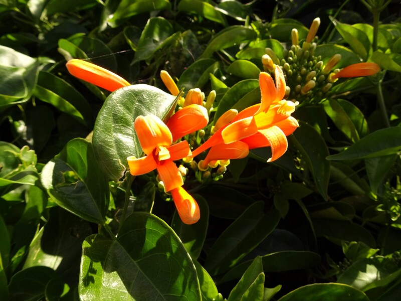 Flamevine (Pyrostegia venusta)