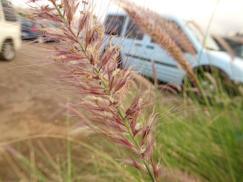 Fountain grass (Pennisetum setaceum)