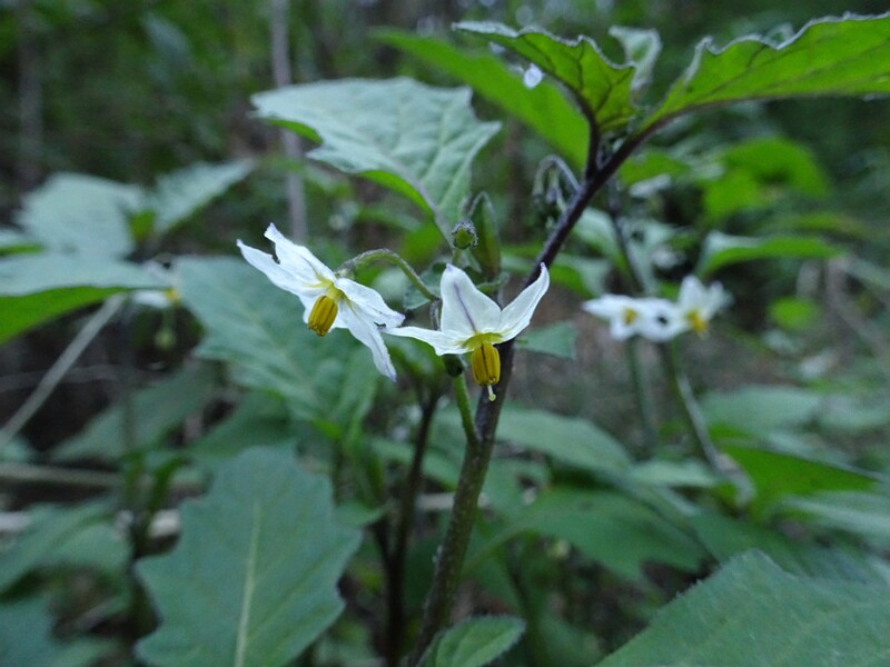 Glossy nightshade (Solanum americanum)