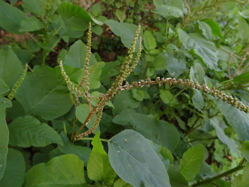 Green amaranth (Amaranthus viridis)