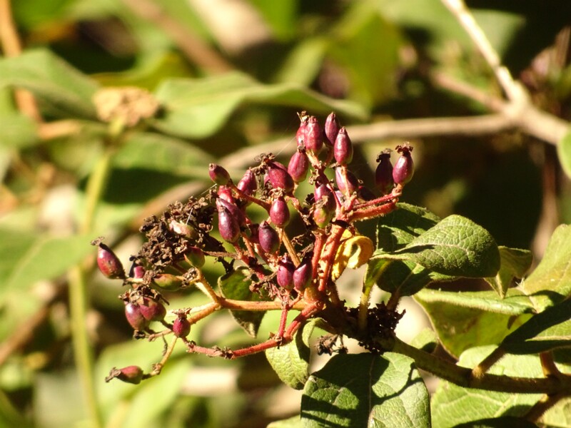 Laurustinus (Viburnum tinus)