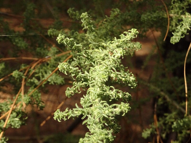 Lesser Asparagus (Asparagus acutifolius)