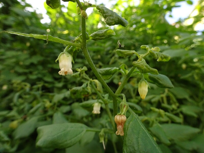 Lily of the valley vine (Salpichroa origanifolia)