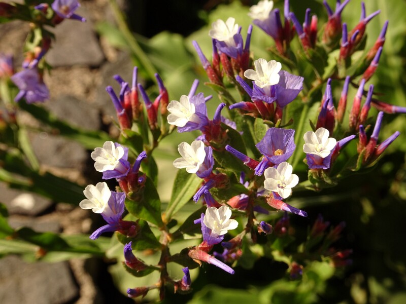 Notchleaf sea-lavender (Limonium sinuatum)