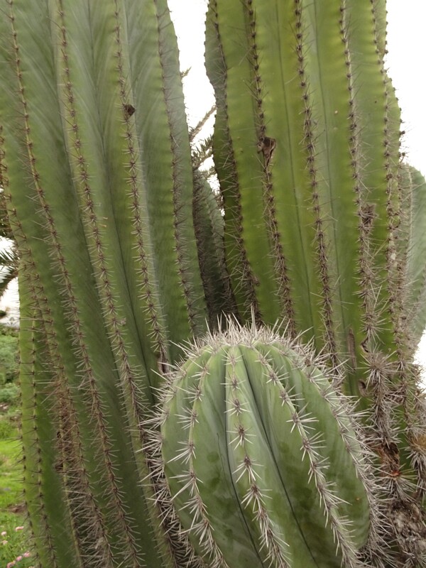 Organpipe cactus (Stenocereus thurberi)