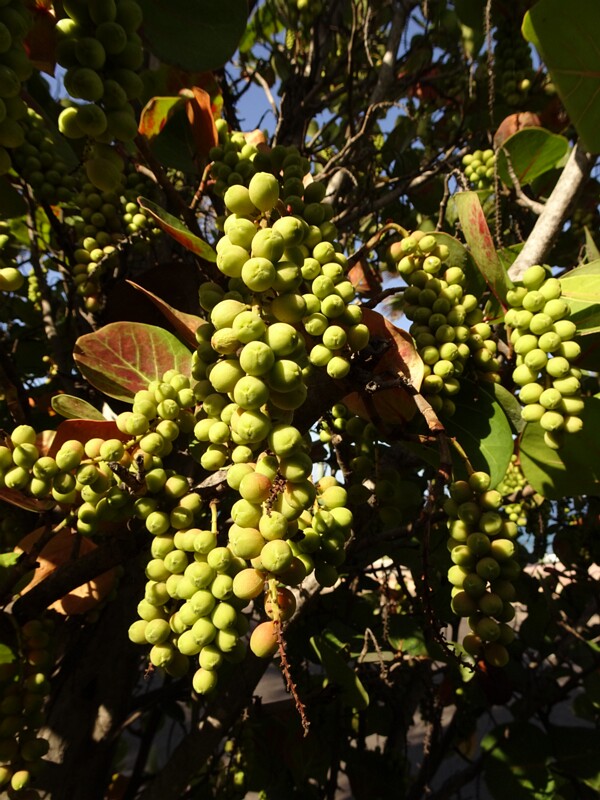 Platterleaf (Coccoloba uvifera)