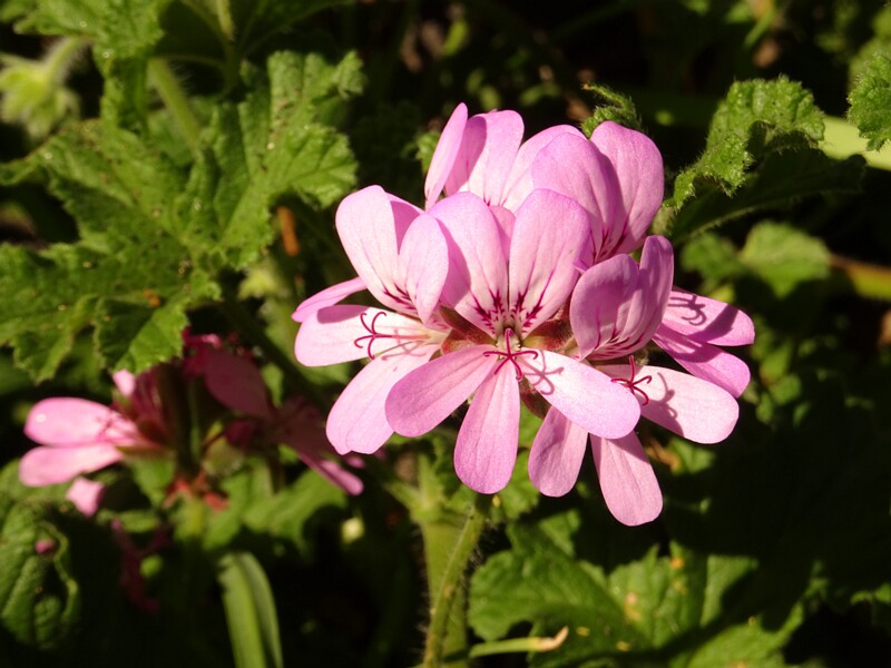 Rose geranium (Pelargonium capitatum)