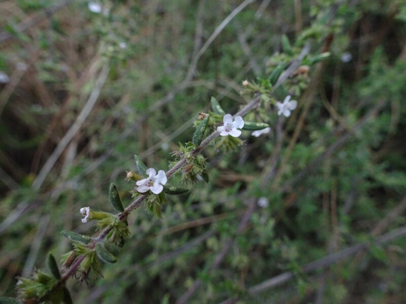 Savory (Satureja montana)