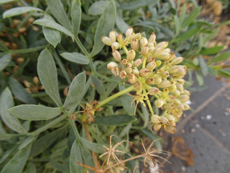 Sea Fennel (Crithmum maritimum)