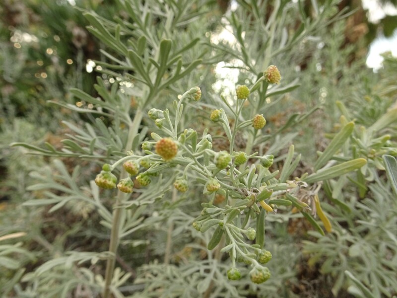 Shrubby Mugwort (Artemisia arborescens)
