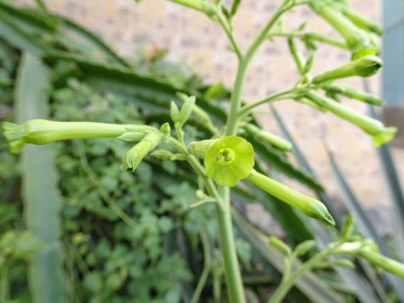 Small Flowered Tobacco (Nicotiana paniculata)