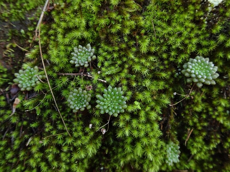 Small monanthes (Monanthes minima)