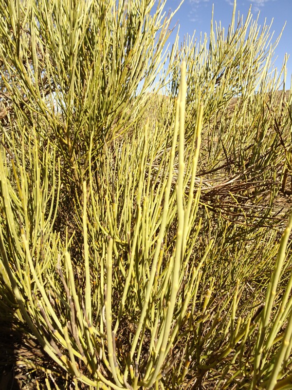 Spanish Broom (Spartium junceum)