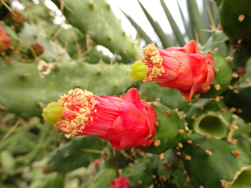 Spanish lady (Opuntia triacantha)