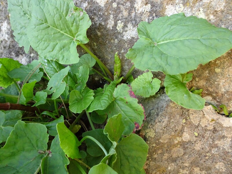 Swamp dock (Rumex verticillatus)