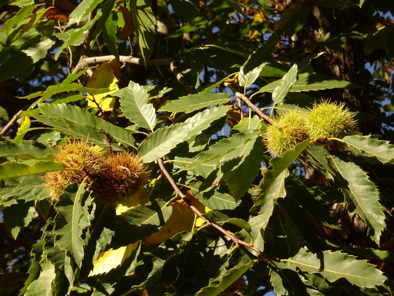 Sweet chestnut (Castanea sativa)