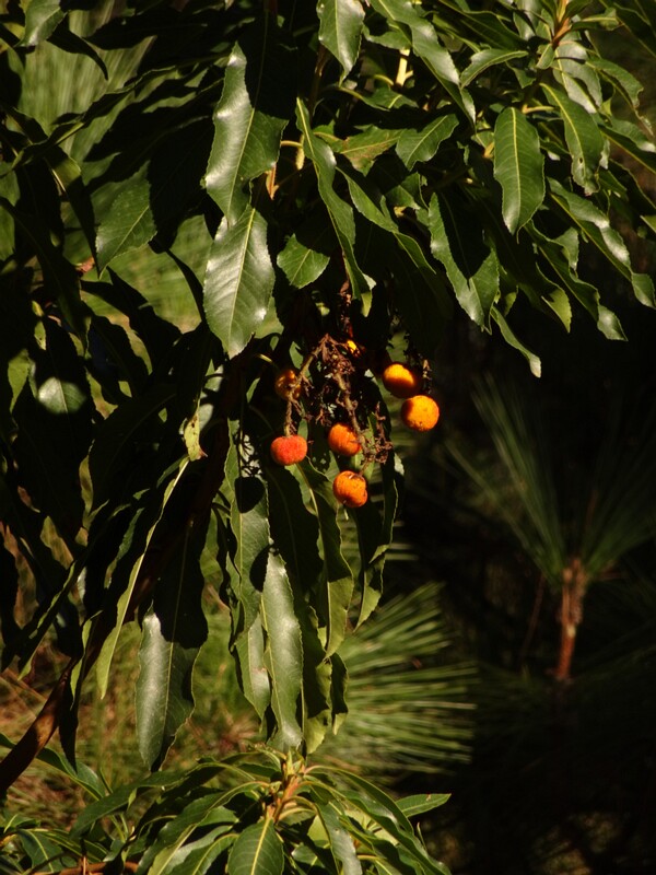 Sweet pittosporum (Pittosporum undulatum)