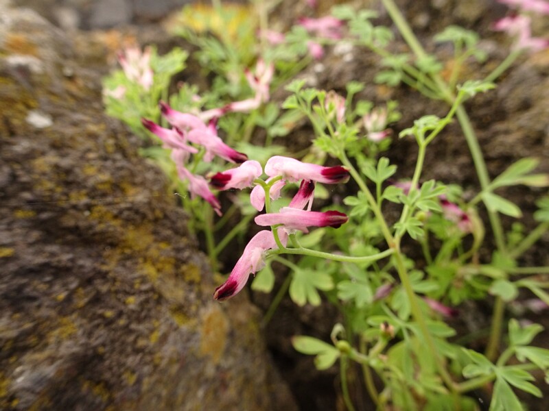Tall Ramping-fumitory (Fumaria bastardii)