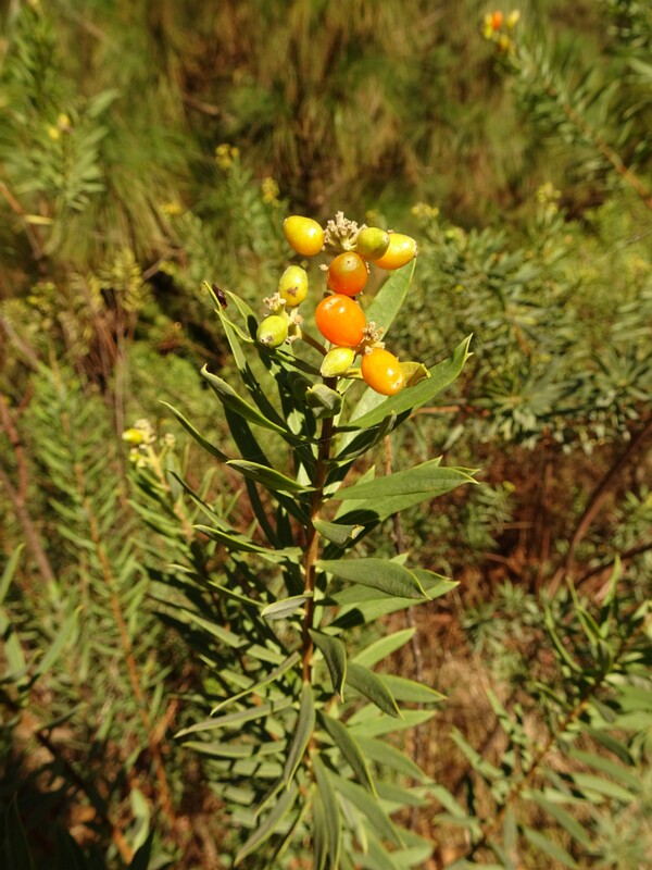 Torvisco (Daphne gnidium)