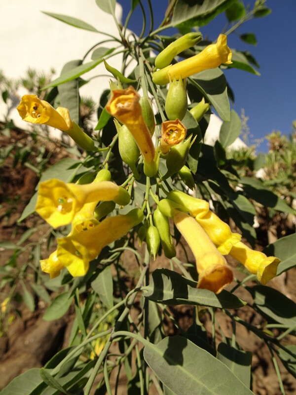 Tree tobacco (Nicotiana glauca)