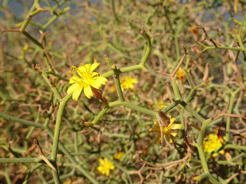 Tree-like launea (Launaea arborescens)