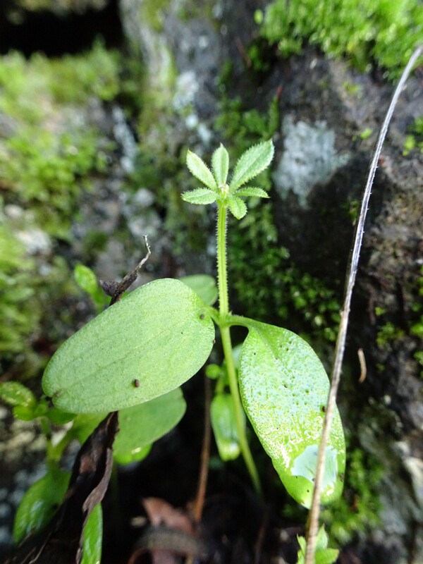 Warty bedstraw (Galium verrucosum)