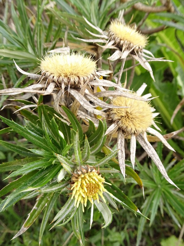 Willow-leaved carlina (Carlina salicifolia)