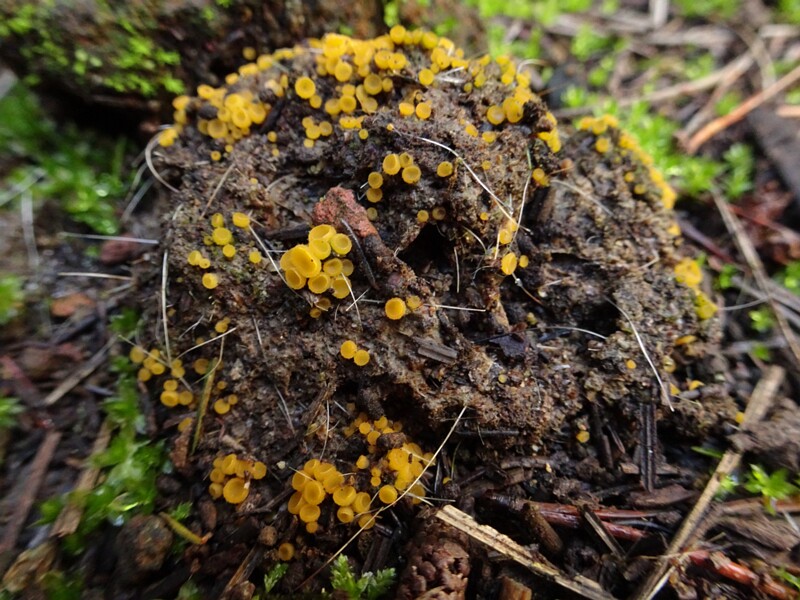 Bisporella citrina