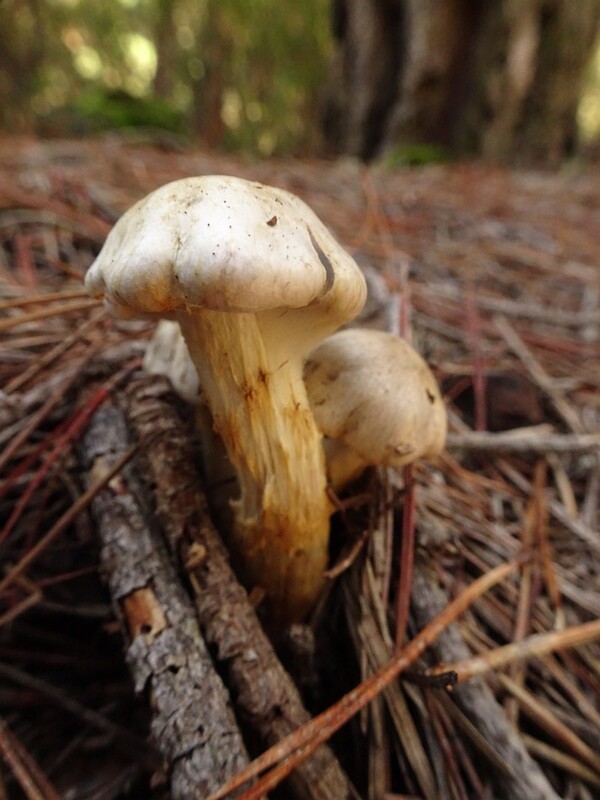 Inocybe sororia