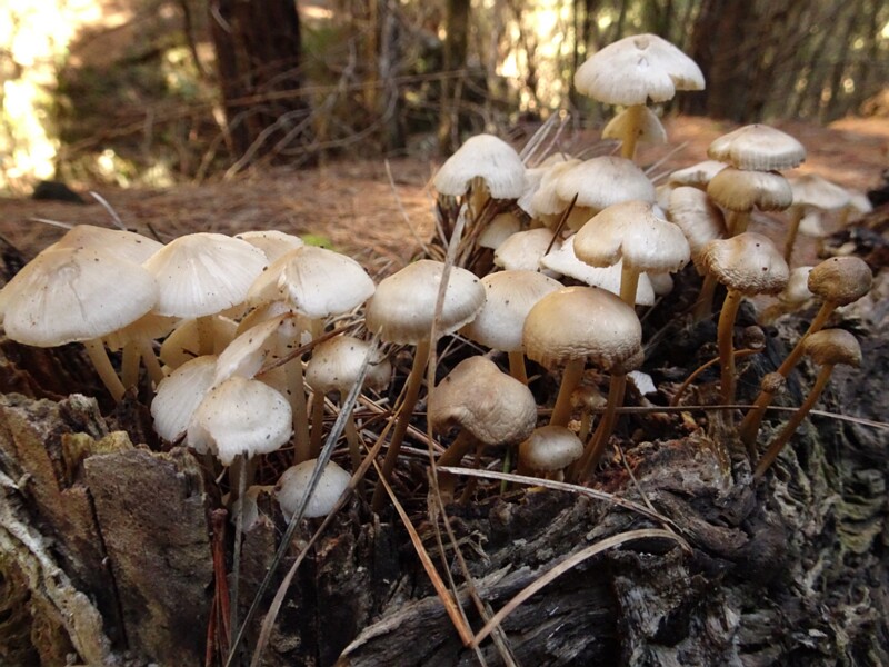 Mucidula mucida