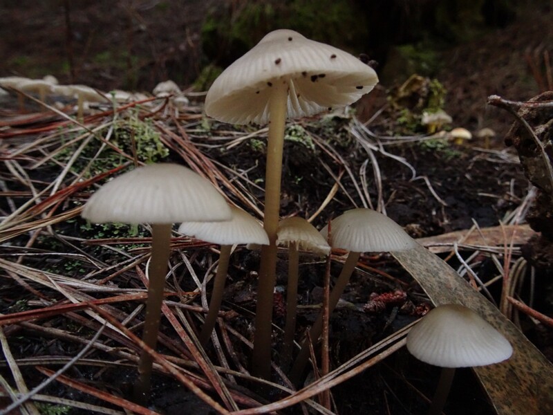 Mycena inclinata