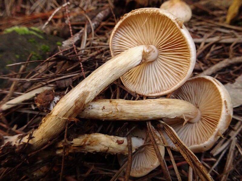 Pholiota lenta