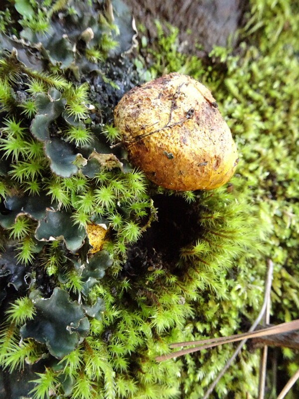 Rhizopogon obtectus