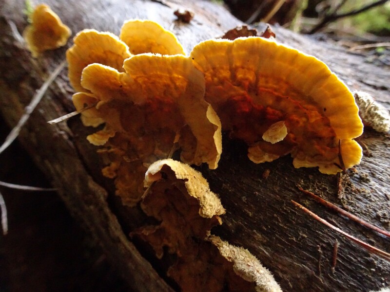 Stereum hirsutum